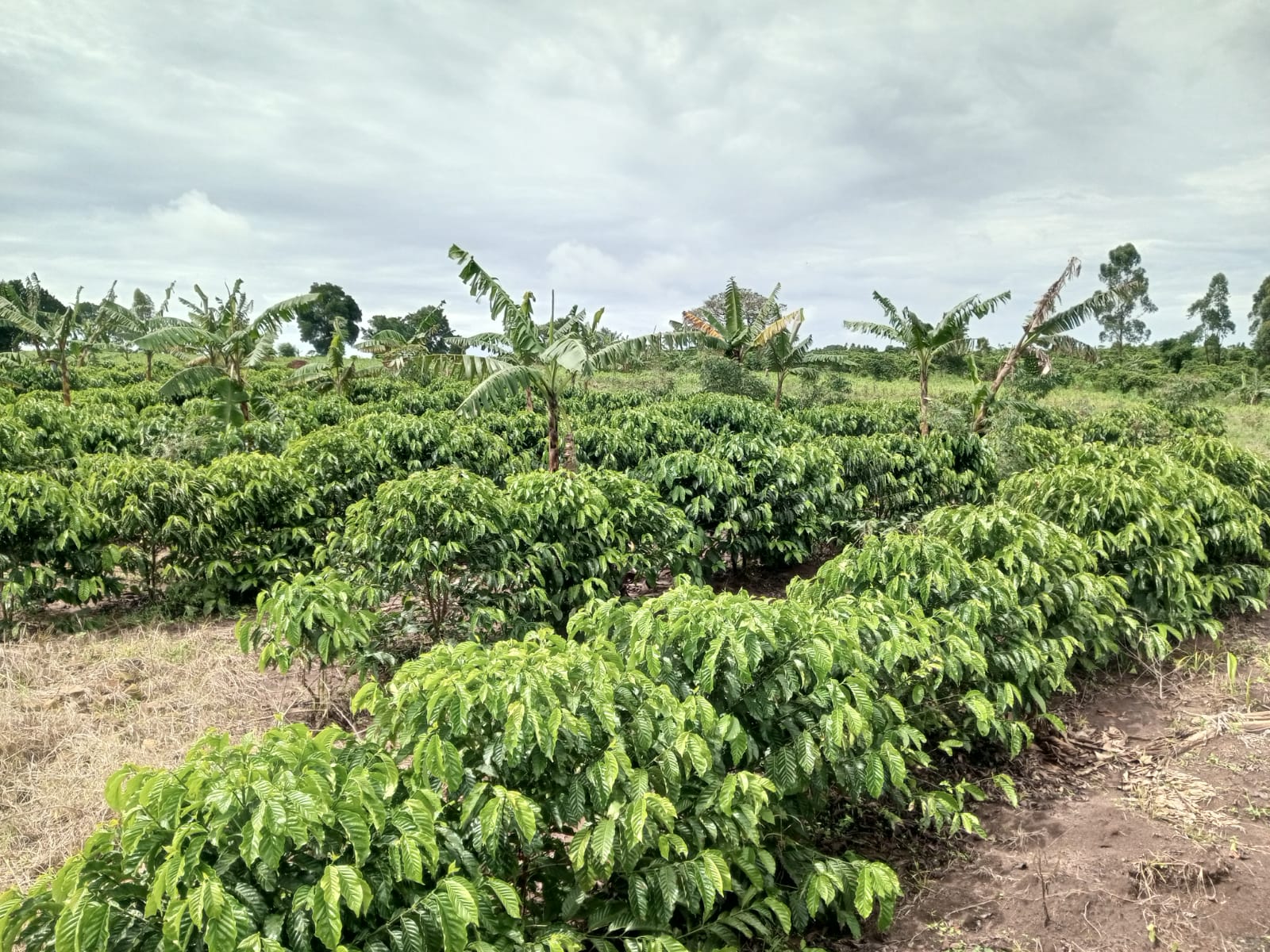 Bwami coffee plantation