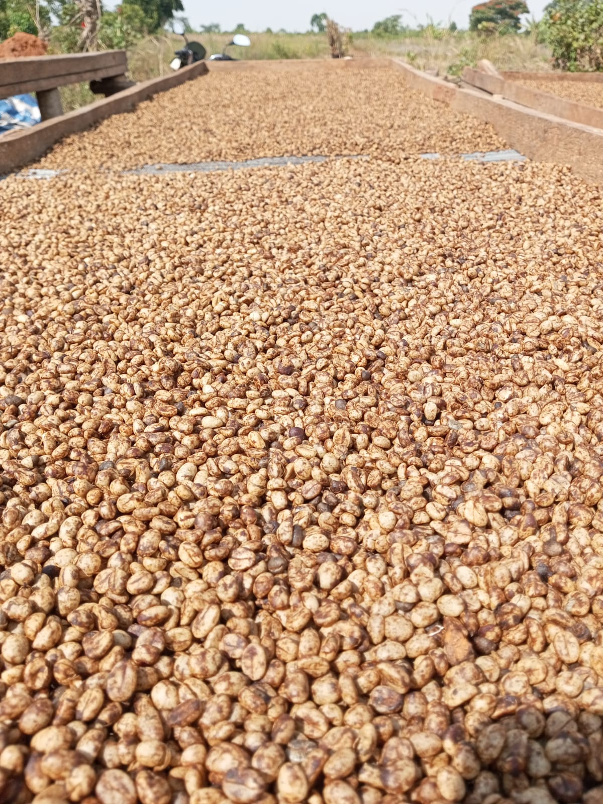 Robusta Coffee primary processing