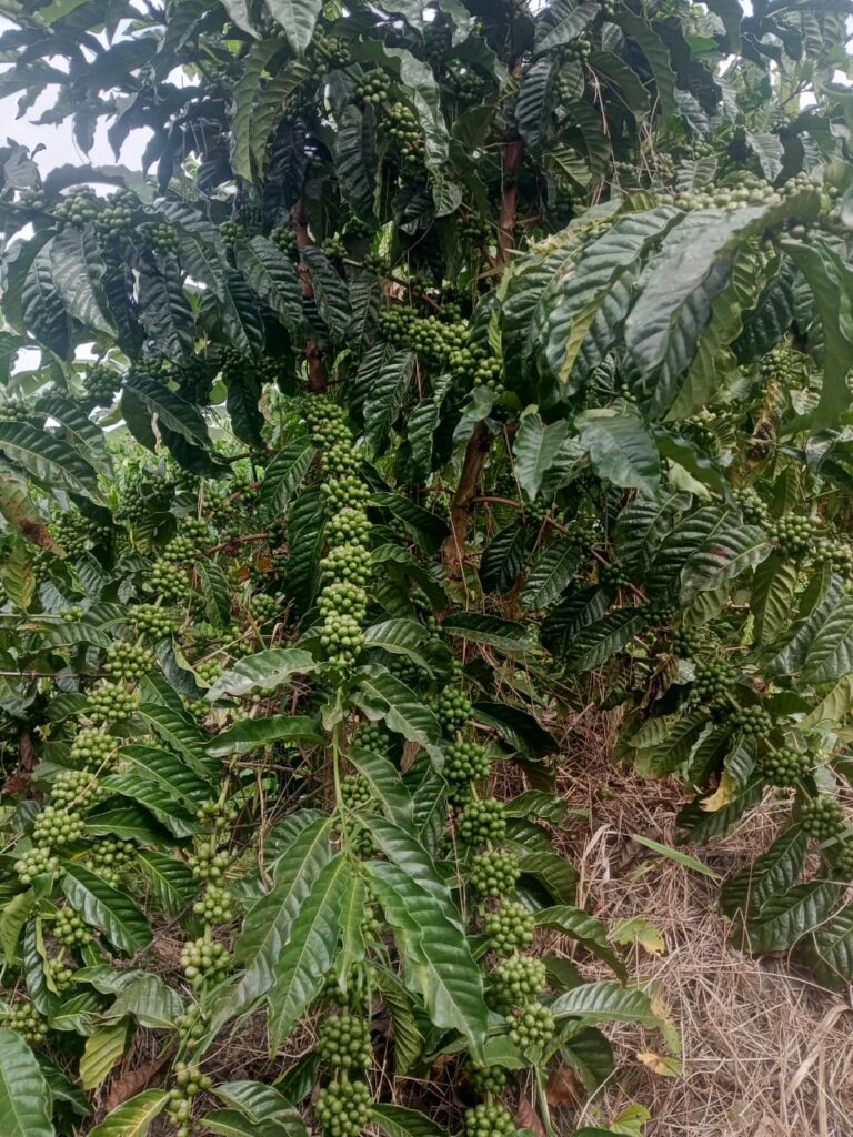 Sourcing specialty coffee from Uganda